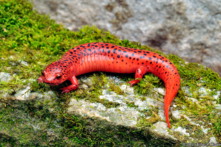 Red Salamander - Alchetron, The Free Social Encyclopedia